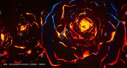 火玫瑰,燃烧激情，绽放传奇