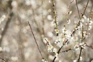 情醉众香国,探寻东方香韵的神秘之旅