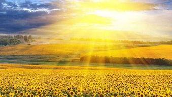 阳光的味道,探寻自然与生活的和谐共鸣